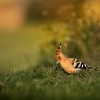 Dudek chocholaty - Upupa epops - Eurasian hoopoe 7770